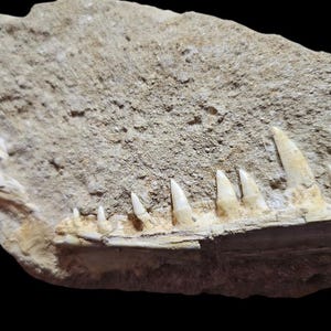 Enchodus Fossil Jaw with Razor-Sharp Teeth – Ancient Predator from the Cretaceous Seas”