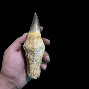 Raro dente di Mosasauro di grandi dimensioni: un fossile preistorico esclusivo dal Marocco!