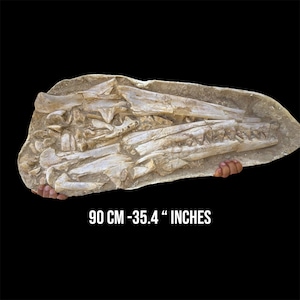 Cranio di Mosasauro 35,4" ultra RARO - Fossile del Cretaceo Sidi Chennane Marocco