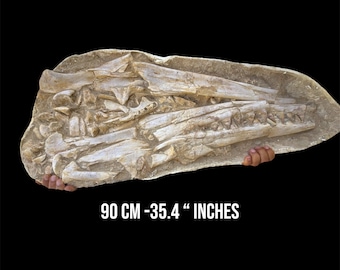 Cráneo de mosasaurio ultra raro de 90 cm (35,4") - Fósil del Cretácico Sidi Chennane, Marruecos