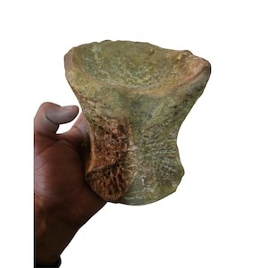 Vertebra esclusiva di Spinosaurus – Fossile raro, reperto preistorico di Kem Kem, Marocco
