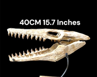 Inclusief echte gratis houder Mosasaurus-schedel |  Krijtfossiel | Sidi Chennane, Khouribga, Marokko Collectible