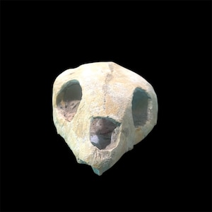 Raro fossile di teschio di tartaruga - Tesoro unico del Cretaceo