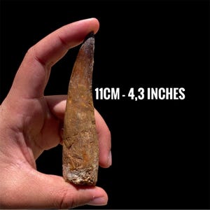 Fossile naturale di dente di Spinosauro di grandi dimensioni - Kem Kem Beds Marocco,