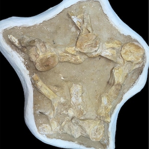 Reign of the Deep: possiedi una rara vertebra di mosasauro proveniente dagli oceani preistorici del Marocco”
