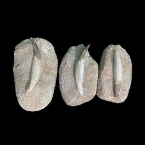 RARE Rooted PLESIOSAUR Teeth Trio – Sidi Chennane Basin Gems!