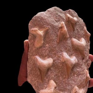 Fossilized Jurassic 10-Tooth Otodus Shark in Matrix – A Unique Natural Prehistoric Gift”
