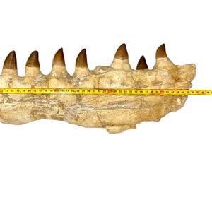 47 cm, mascella di mosasauro naturale, fossile - raro e unico nel suo genere dal Marocco