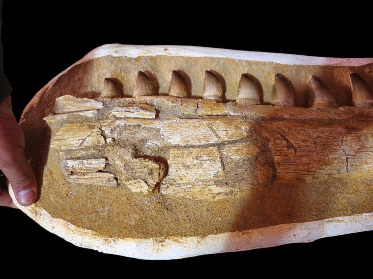 7000万年前のモササウルスの顎の化石：モロッコで発掘 - Etsy 日本