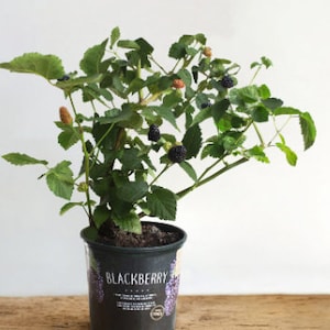 Large Navaho Blackberry Plant (Rubus fruticosus) - 20 Inches Tall