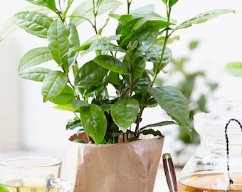 Large Tea Plant (Camellia sinensis) - 20 Inches Tall