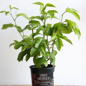 Large Passionfruit Plant (Passiflora edulis) - 20 Inches Tall
