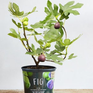 Large Fig Tree (Ficus carica) - 20 Inches Tall