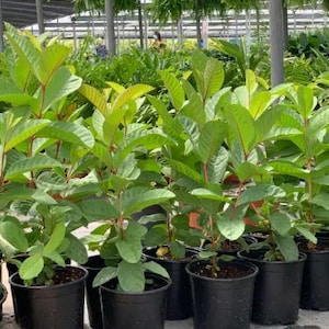 Large Tropical Pink Guava Tree (Psidium guajava) - 20 Inches Tall