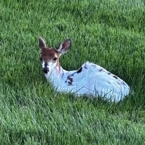 May include: A white and brown spotted fawn lying in a field of green grass.
