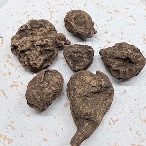 High John Root – Hoodoo Rootwork Kuriosa för tur och seger