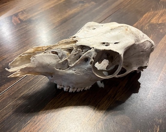 Whitetail Deer Doe Skull