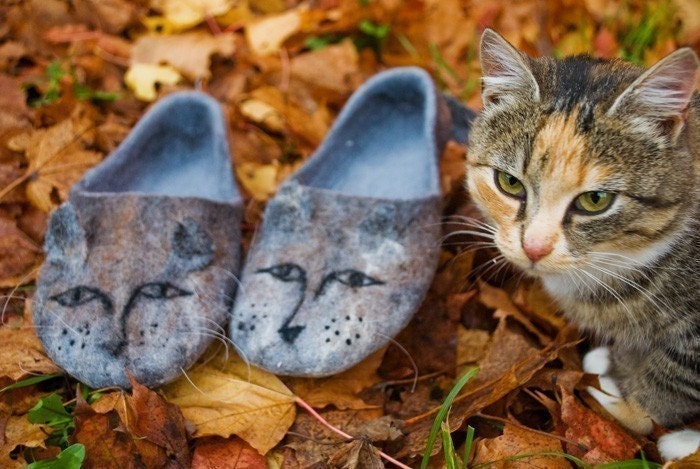 cat in slippers