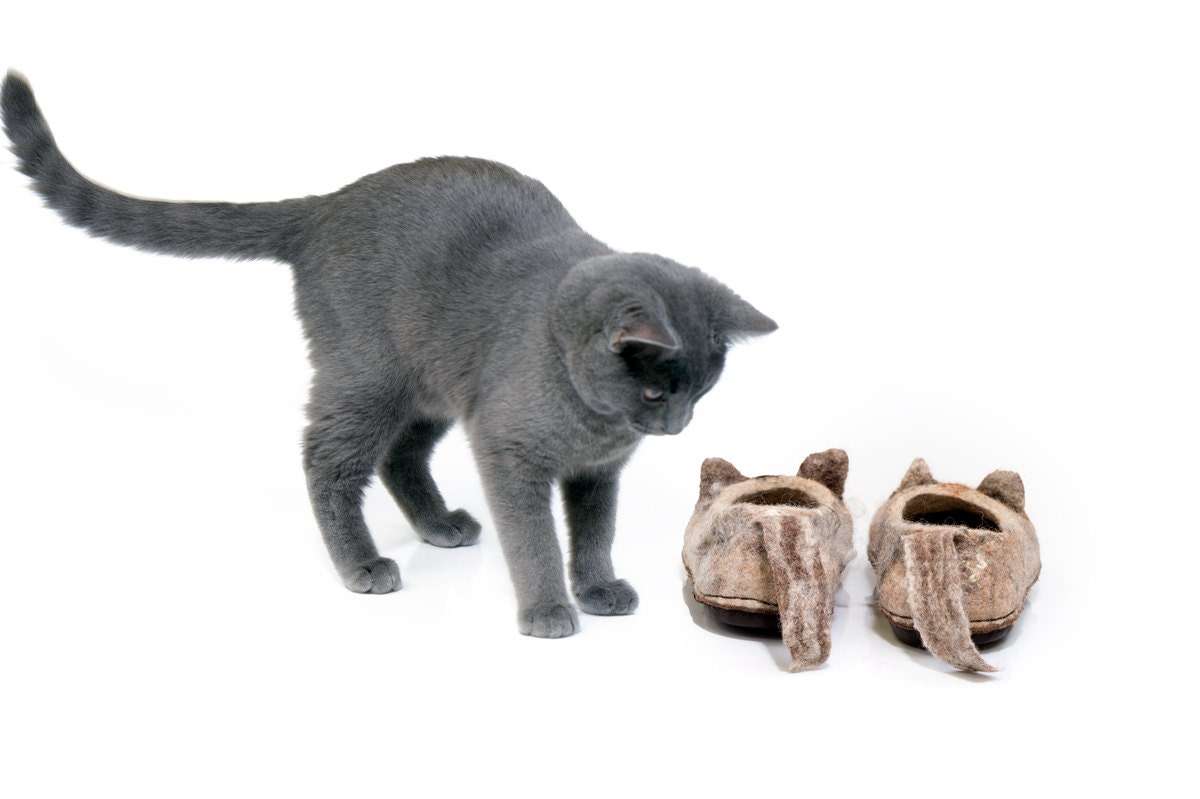 cat in slippers