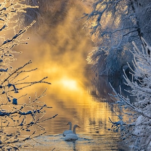 winter wonderland print