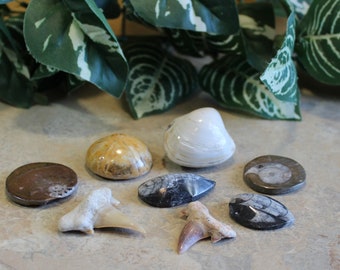 Fossil Lot Shark Tooth Small Fossils Ammonites Orthoceras Bivale Shell Ammonite Fossil