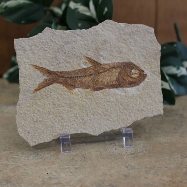 Fish Fossil Slab Fossilized Fish Man Cave Decor Gifts for Him Trendy Office Decor Birthday Gifts Ocean Home Accents Wedding Gifts