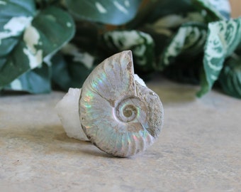 Iridescent Small Ammonite Fossil Fossilized Snail Shell Trendy Office Decor Gifts for Him House Warming Gifts Birthday Gifts Sea Ocean Decor