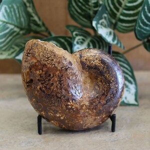 Unique Tulear Ammonite Fossil Gifts for Him Fossilized Snail Shell Trendy Office Decor