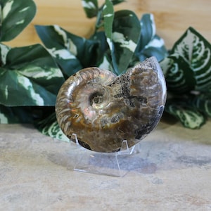Polished Ammonite Fossil: Madagascar Ocean Fossil Decor, 3&quot;