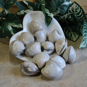 May include: A collection of polished, off-white clam shells with subtle gray and brown markings, displayed in a white heart-shaped dish. The shells vary in size and shape, creating a natural, organic aesthetic. Green foliage provides a soft backdrop.