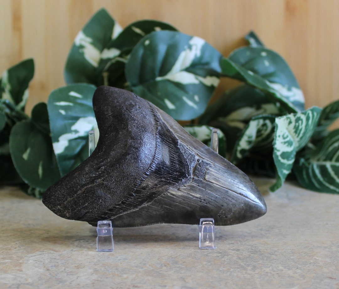 Megaldon Shark Tooth Fossil Megaldon Fossil Gifts for Him Trendy Office