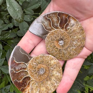 May include: Two polished ammonite fossils featuring intricate, spiraling chambers in shades of amber, brown, and cream. The fossils exhibit a smooth, glossy surface with visible, detailed suture lines that trace the natural growth patterns of the shell.