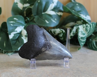 Megaldon Shark Tooth Fossil Megaldon Fossil Gifts for Him Trendy Office Decor Birthday Gifts Shark Decor House Warming Gifts