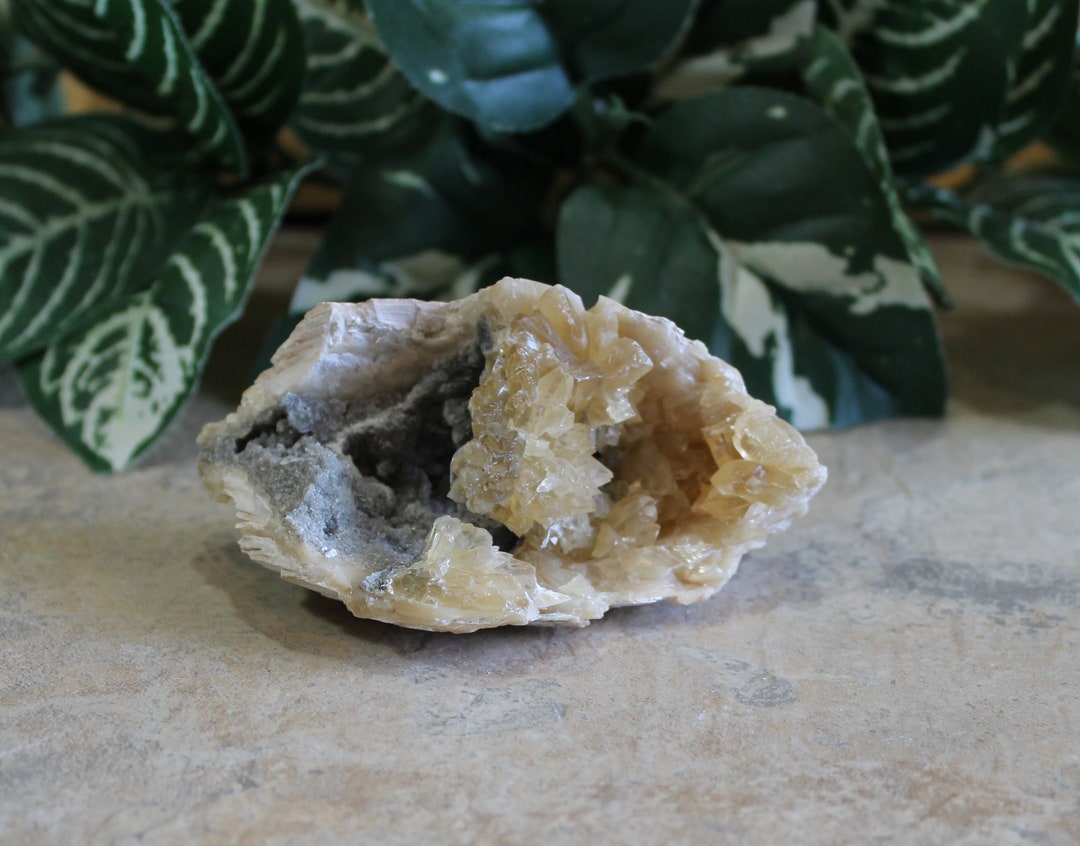 Fossilized Clam Shell Clam With Calcite Fossil Gifts for Him Trendy
