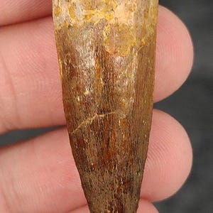 Authentic, 1.73&quot; Spinosaurus Dinosaur Tooth - Morocco
