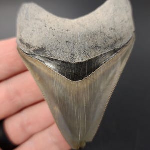 Authentic, 3.03&quot; Fossil Megalodon Tooth - Bone Valley, Florida - Meg #1833