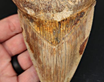 インドネシア・ジャワ島産メガロドンの歯の化石 - 本物の先史時代の