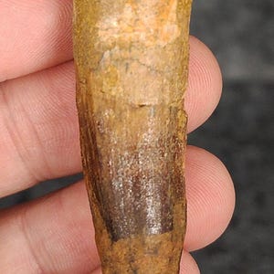 Authentic, 2.66&quot; Spinosaurus Dinosaur Tooth - Morocco
