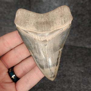 High Quality, 3.64&quot; Fossil Megalodon Tooth - Bone Valley, Florida - Meg #1234