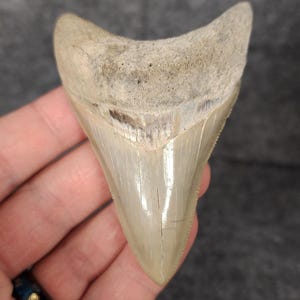 Hochwertiger, 8,5 cm großer Fossiler Megalodon Zahn - Lee Creek - Meg #1572