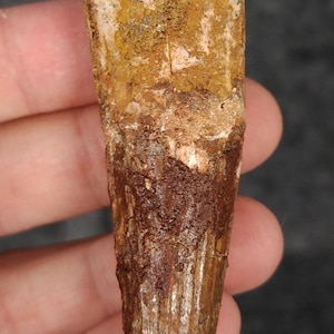 Authentic, 3.22&quot; Spinosaurus Dinosaur Tooth - Morocco