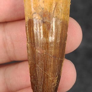 Authentic, 1.89&quot; Spinosaurus Dinosaur Tooth - Morocco