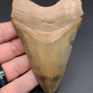 High Quality, 4.14&quot; Fossil Megalodon Tooth - Bone Valley, Florida - Meg #1120