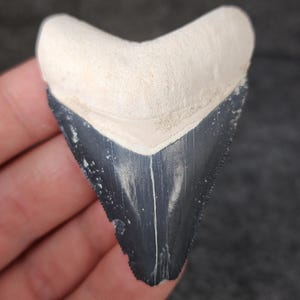 Authentic, 2.38&quot; Fossil Megalodon Tooth - Bone Valley, Florida - Meg #1306