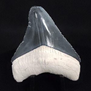 Authentic, 2.45&quot; Fossil Megalodon Tooth - Bone Valley, Florida - Meg #1178