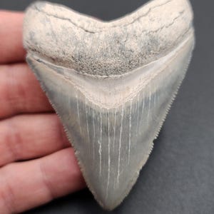 Authentic, 3.11&quot; Fossil Megalodon Tooth - Bone Valley, Florida - Meg #1768