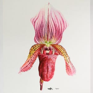 Pink Slipper Orchid Watercolor Painting | Floral Watercolor Giclée Print | Matted 16x20 Art Print | Large Wall Art | 18x24 Painting