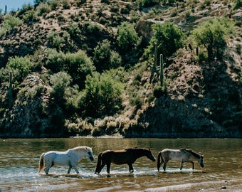 Wild Horses of the Salt River Fine Art Print #5