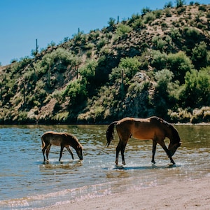 Support the Wild Horses of the Salt River Fine Art Print #2