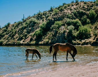 Wild Horses of the Salt River Fine Art Print #2